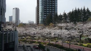 ミッドタウンの桜並木