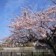 碑文谷公園桜フェスティバル(2019.3.31)