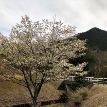 近江富士花緑公園から見た三上山。