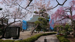 本堂修復中のようです