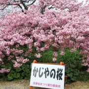 一杯に花を咲かせる見事な桜