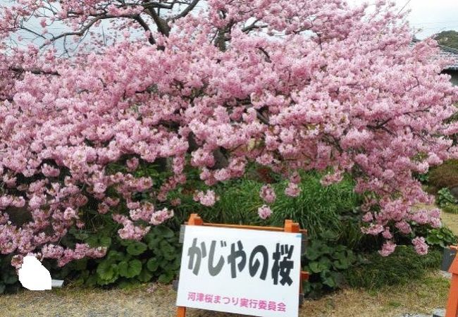 一杯に花を咲かせる見事な桜