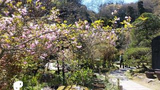 境内は四季折々の植物でいっぱい