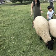 動物と触れ合いが出来る広い牧草地の公園