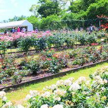 きれいな平和のバラ園！