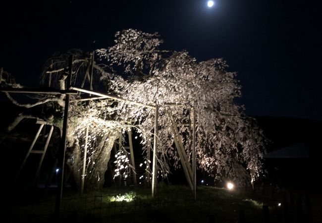 蘇った〝深堂の郷〟の〝都しだれ〟。