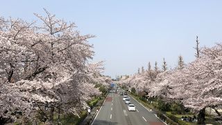 美しい桜並木の景観