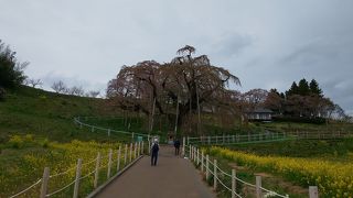 葉桜でした