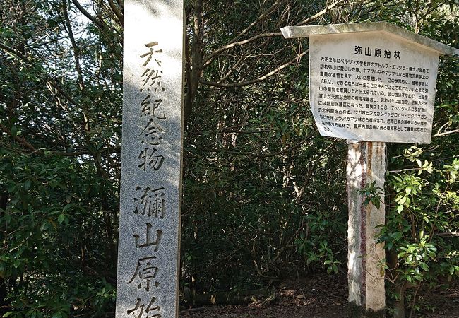 弥山原始林 クチコミ アクセス 営業時間 宮島 厳島神社 フォートラベル