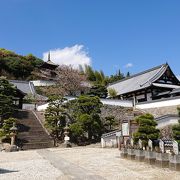 終わりかけの桜