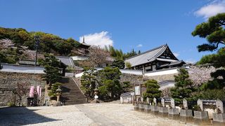 終わりかけの桜