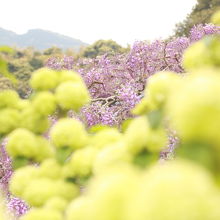 大手毬が大きい