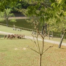 奈良公園の荒池付近の様子