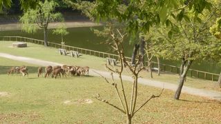 奈良公園に生息する多くの鹿、人懐っこいです