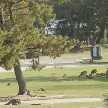 春日大社一の鳥居付近の鹿