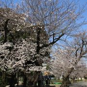 随所に桜並木があります（2019.3.27）