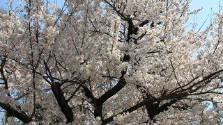 桜が満開でした（2019.3.27）