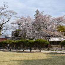 見頃の桜