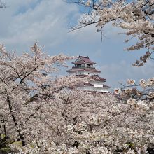 桜越しに眺める天守閣