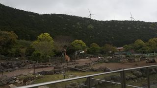 サファリにいるように動物と同じ空気を吸える動物園