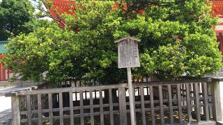 新緑の右近の橘、左近の桜