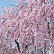 しだれ桜のトンネルが見事です