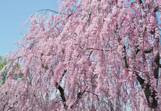 しだれ桜のトンネルが見事です