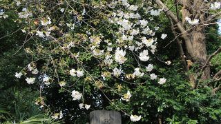 最勝寺境内にも桜