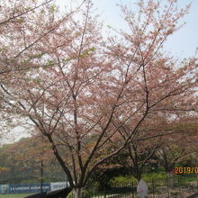 既に葉桜に成っています