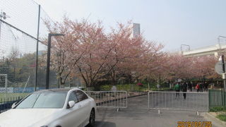 桜はやはり日本です。