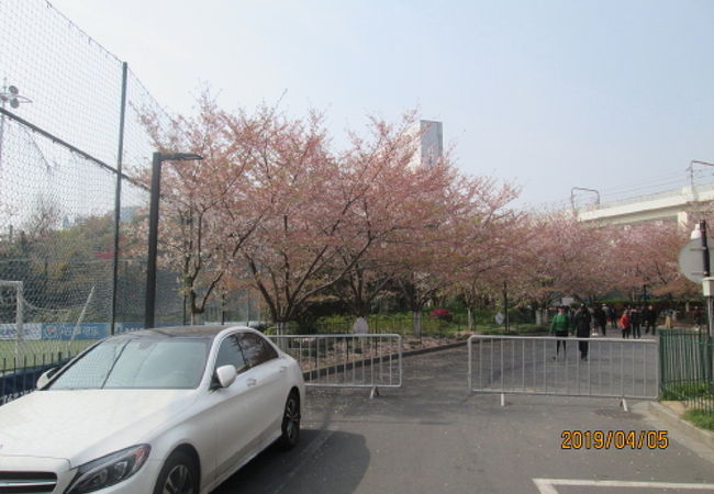 桜はやはり日本です。