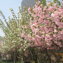 葉桜。中国では海棠が主流です。