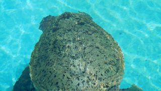 上から＆横からウミガメを見ることができます。