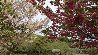 桜を見に