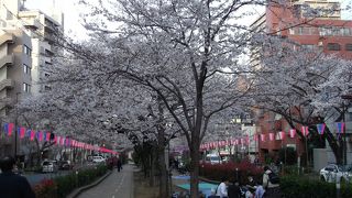 美しいサクラ並木