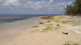 ベニカノコバトを見てきました。