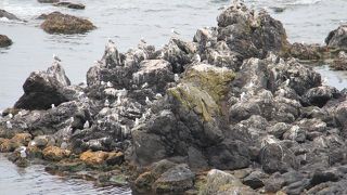 カモメの数、ヤバイ。