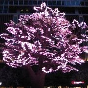 『The Tree of Light -灯桜(ともしざくら)-』と『サクラカーペット』
