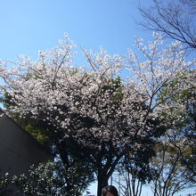 桜がきれいでした。東京より少し遅いようです。