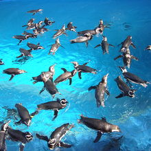 ペンギンが水中陸上自由に動いてます