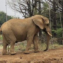 鼻で器用に土を集め、身体中に掛けていました。