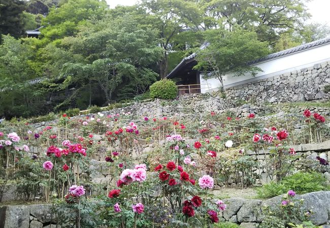 長谷寺 ぼたんまつり クチコミ アクセス 営業時間 桜井 三輪 山の辺の道 フォートラベル 長谷寺 ぼたんまつり クチコミ アクセス 営業時間 桜井 三輪 山の辺の道 フォートラベル
