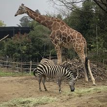 キリンとシマウマは同居していました