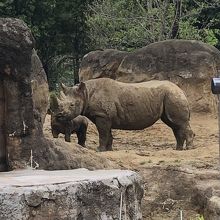 サイは小さな子どもがいて、おっぱいを飲んでいます。