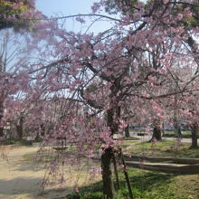 神明公園の枝垂桜の様子
