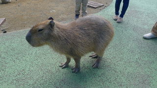 一番面白い動物園