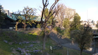 桜の花もチラホラ