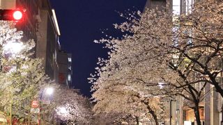 満開の桜のライトアップが綺麗