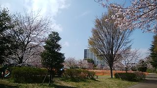 桜が咲く公園
