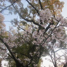 参道入口鳥居付近で咲いていた桜の様子